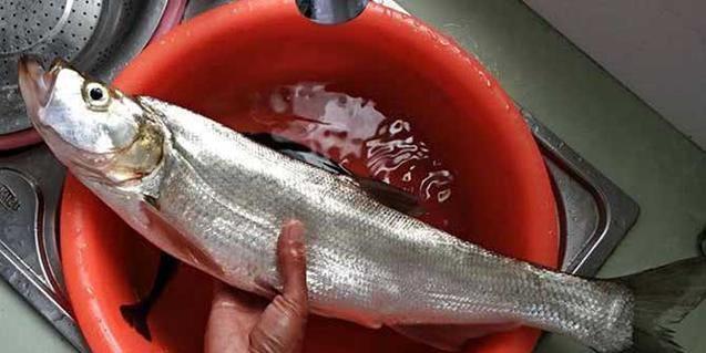 玉米垂钓翘嘴调漂技巧（提高钓鱼效果的关键技巧）  第3张