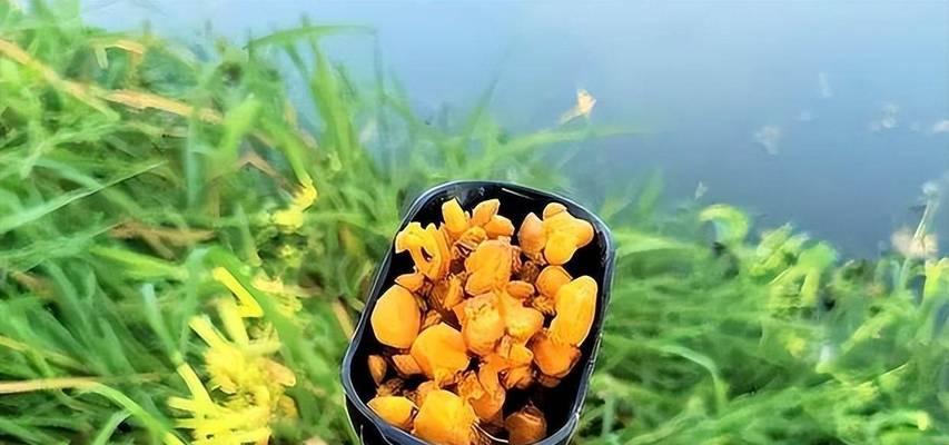 玉米钓鳊鱼技巧（掌握这一技巧）  第1张