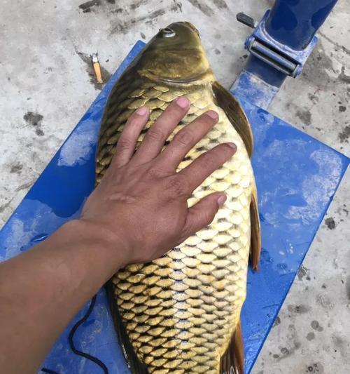 以玉米钓鲤鱼的高效技巧（钓鲤鱼的最佳诱饵和技术分享）  第1张