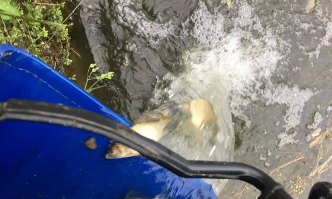 玉米飞铅钓浮的技巧与方法（玉米飞铅钓浮）  第3张