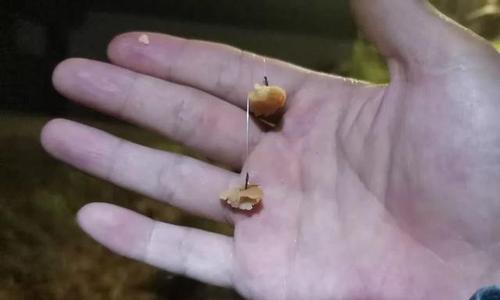 玉米粒钓鱼提竿技巧（垂钓新手必备）  第2张