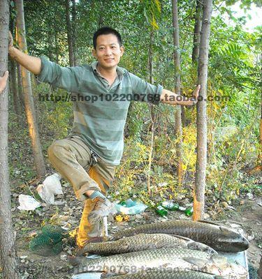 玉米野钓鲤鱼的技巧与方法（玉米作为鲤鱼诱饵的最佳选择）  第1张