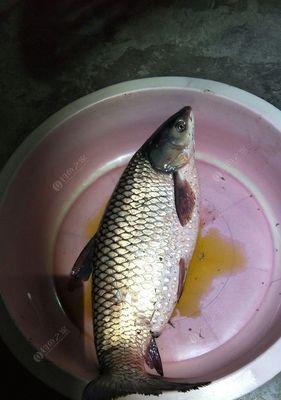 浙江野钓草鱼技巧大揭秘（揭秘浙江野钓草鱼的技巧和心得分享）  第3张