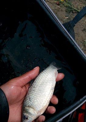 浙江野钓鲫鱼技巧（探秘浙江野钓鲫鱼的绝技）  第3张