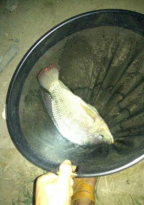 真正野钓罗非的技巧（掌握罗非钓鱼的技术与心得）  第2张