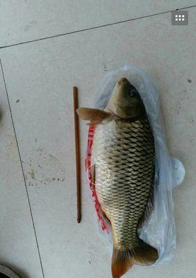 中国钓鱼技巧（提升钓鱼成功率）  第2张