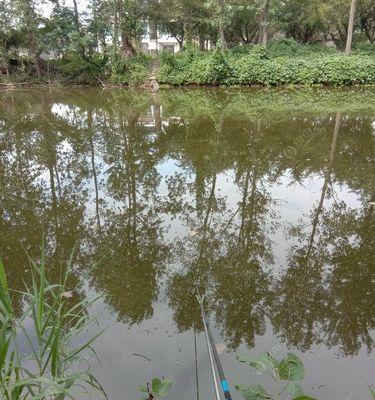 中秋湖泊野钓鲫鱼的技巧（掌握正确技巧）  第1张