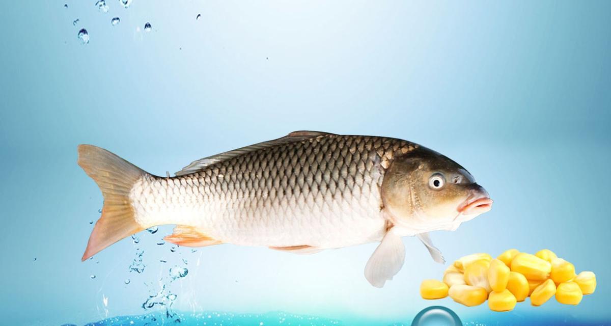中秋后的野钓技巧（野钓饵料加腥技巧分享）  第1张