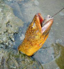 中山西江钓鱼技巧大揭秘（探秘中山西江的高级钓鱼技巧）  第3张