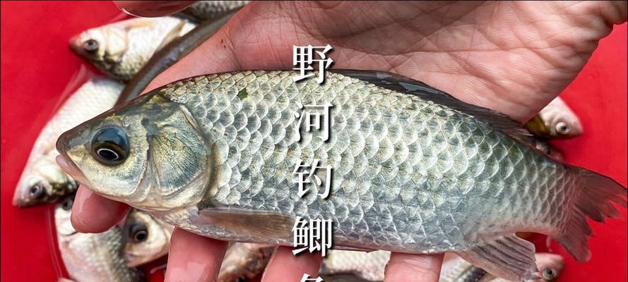重窝钓鱼绝密技巧（掌握这一关键技巧）  第2张