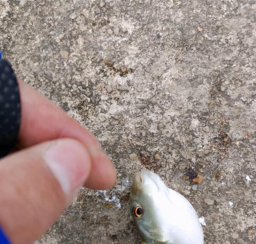 珠江钓鱼技巧大揭秘（掌握珠江钓鱼技巧）  第3张