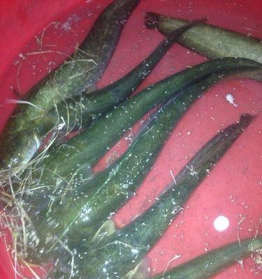 珠江蚯蚓钓鱼技巧（技巧）  第2张