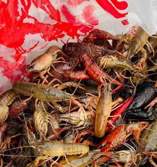 以猪肺钓鱼的技巧（掌握猪肺钓鱼的秘诀）  第3张