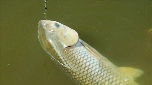 猪小明钓鱼大全（掌握钓鱼技巧）  第3张