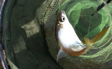 猪油渣钓鱼技巧（掌握猪油渣钓鱼的关键）  第1张