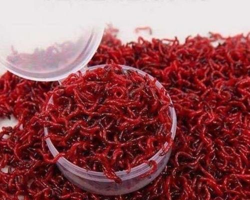 冰钓红虫调漂技巧是什么？如何正确使用红虫进行调漂？  第3张