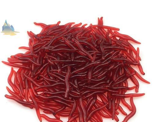 冰钓红虫开箱技巧是什么？如何正确开箱使用？  第1张