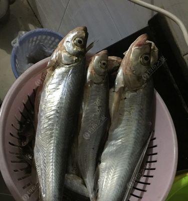 冰钓翘嘴鱼的方法和技巧是什么？如何提高冰钓翘嘴鱼的成功率？  第3张