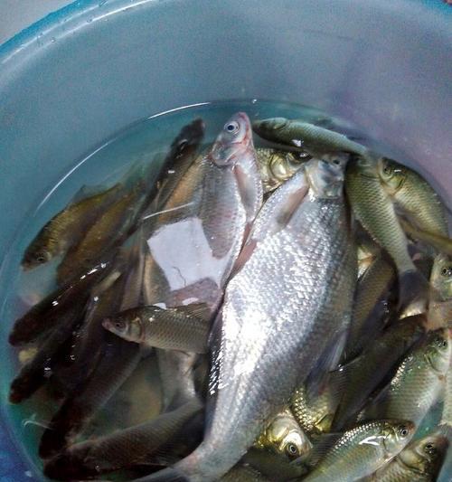 冰钓水库鲤鱼技巧有哪些？如何提高成功率？  第1张