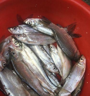 冰丝虾钓翘嘴鱼技巧有哪些？如何提高钓获率？  第1张
