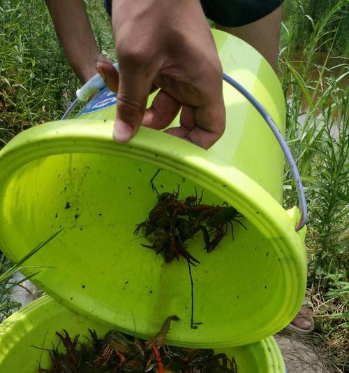 冰鲜河虾钓鱼技巧有哪些？如何提高钓获率？  第1张