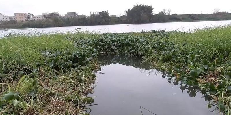 不熟水域钓鱼调漂技巧是什么？如何快速掌握？  第2张