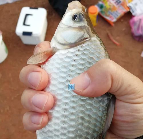 不喂饲料钓鱼技巧教学？如何提高钓鱼成功率？  第3张