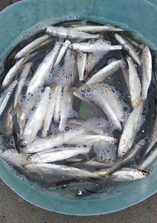 餐条钓鱼技巧教程？如何提高钓获率？  第2张