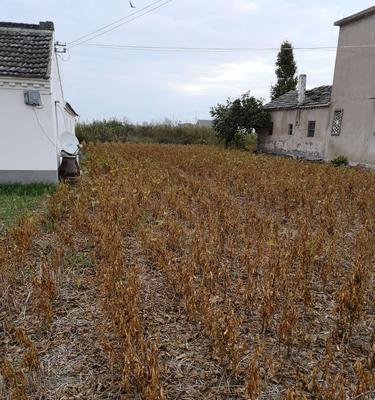 蚕豆油菜钓鱼技巧有哪些？如何提高钓鱼成功率？  第2张