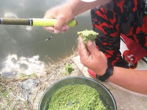 蚕豆做钓鱼饵料方法有哪些？如何使用蚕豆提高钓鱼效率？  第1张