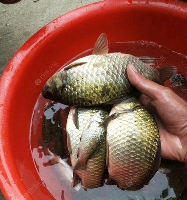 苍龙鲫钓鱼技巧和方法是什么？如何提高钓获率？  第1张