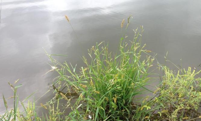 藏草丛钓鱼技巧有哪些？如何提高钓鱼成功率？  第2张