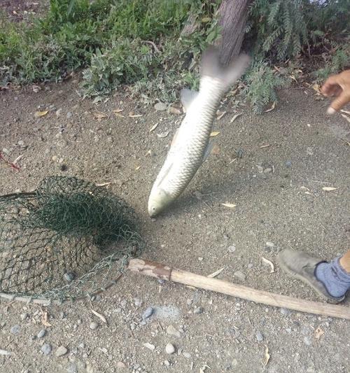 草边钓鱼技巧教程？如何在草边成功钓到鱼？  第2张