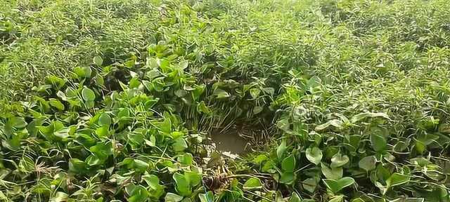草堆下钓鱼技巧教学？如何提高钓获率？  第1张
