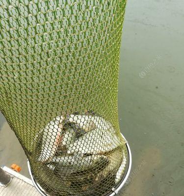 草塘钓鱼技巧教程？如何提高钓鱼成功率？  第1张