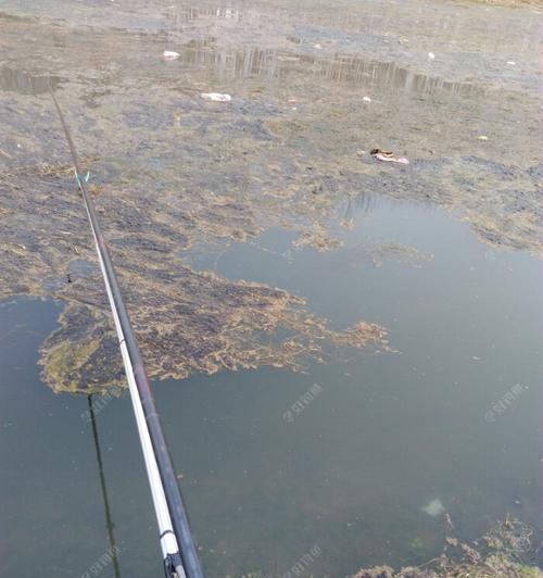 草窝钓鱼打窝技巧是什么？如何正确使用打窝技巧提高钓鱼效率？  第2张
