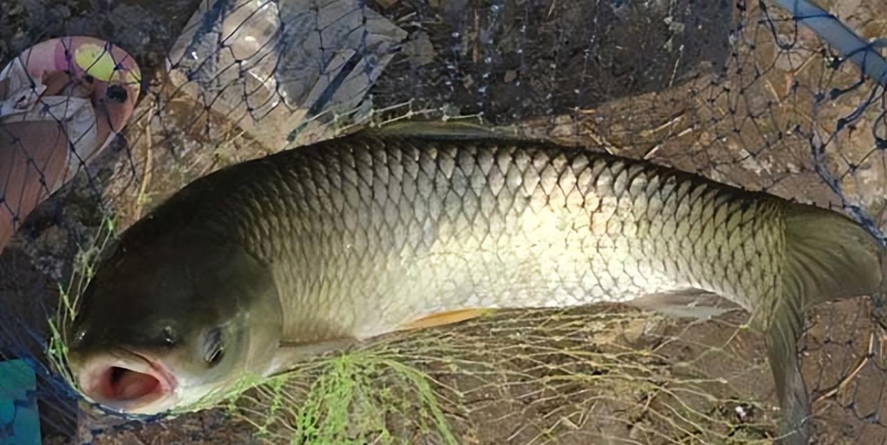 草鱼钓底还是钓浮？浮钓草鱼有哪些技巧？  第2张