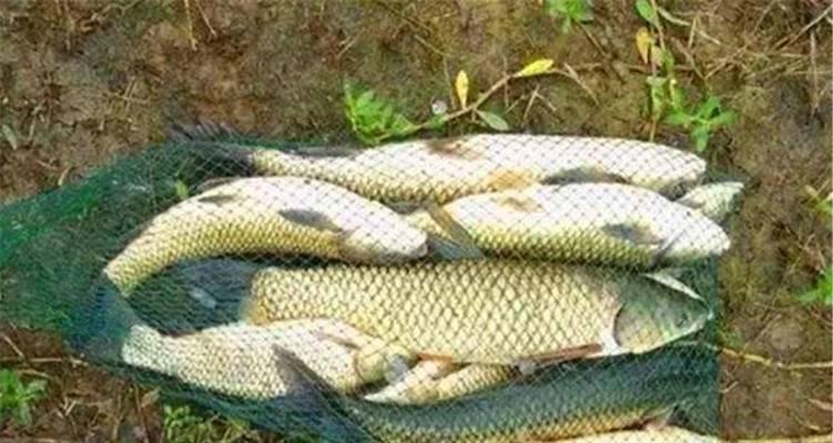 草鱼钓浮的正确方法与技巧是什么？如何提高钓浮成功率？  第1张