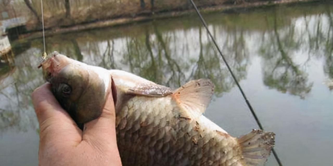 草鱼钓浮技巧调漂方法是什么？如何有效提高钓浮成功率？  第2张