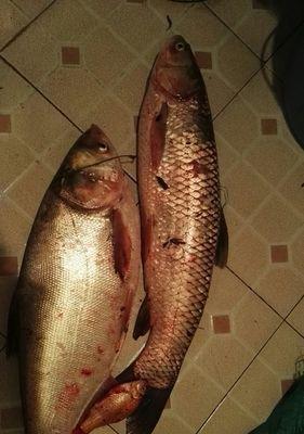 草鱼在水面上钓鱼技巧有哪些？如何提高钓获率？  第3张