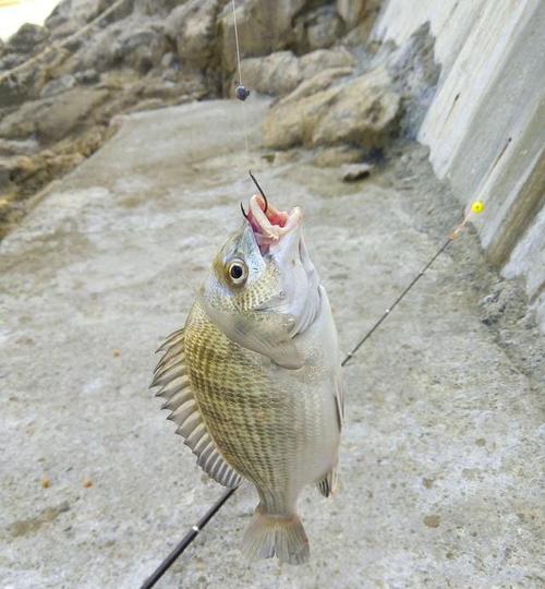 潮堤石缝间钓鱼技巧是什么？如何提高钓鱼成功率？  第1张