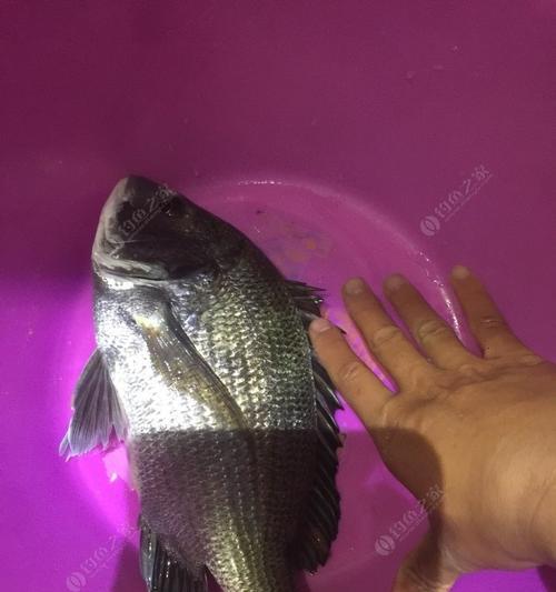 沉底钓海石斑鱼的技巧与方法是什么？如何提高钓获率？  第1张