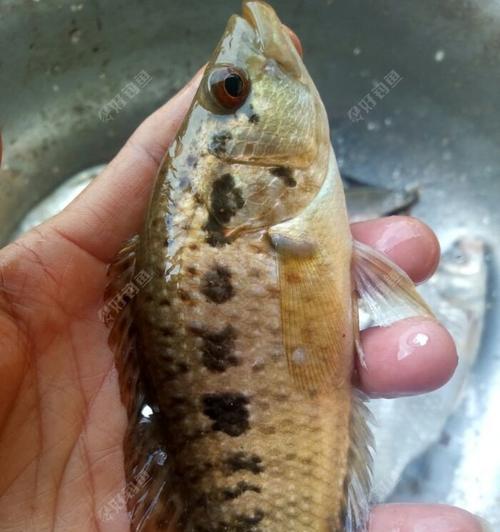沉底钓海石斑鱼的技巧与方法是什么？如何提高钓获率？  第3张