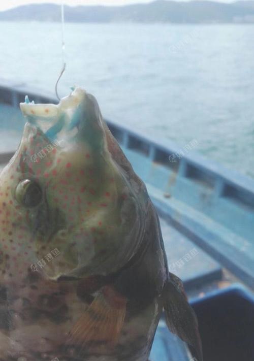 沉底钓海鱼技巧有哪些？如何提高钓获率？  第1张