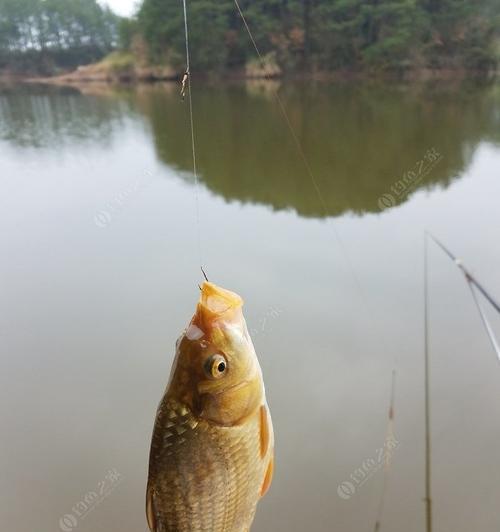 沉底钓鲫鱼技巧教程？如何提高钓鲫鱼的成功率？  第3张