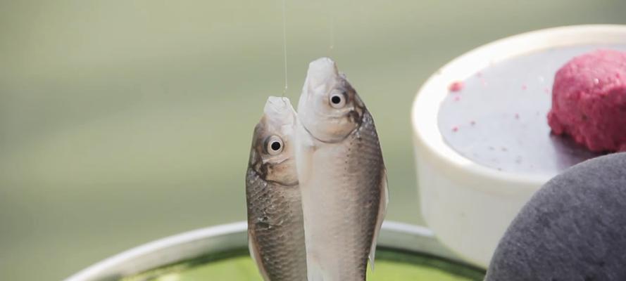 沉底钓鲫鱼最佳方法和技巧是什么？如何提高钓鲫鱼的技巧？  第1张