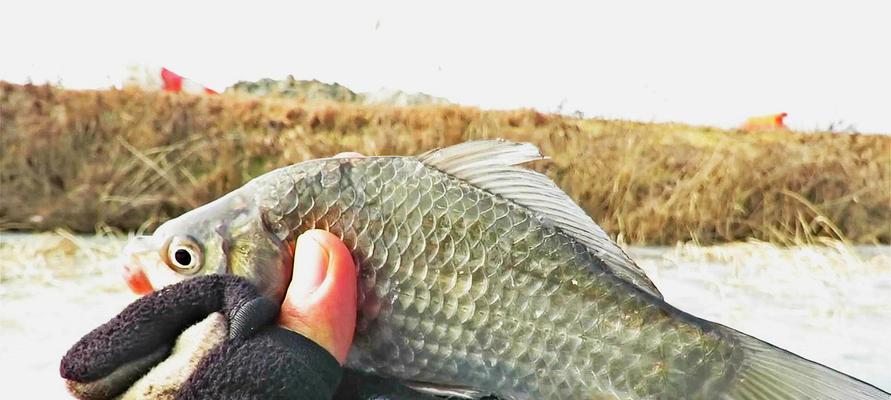 沉底钓鲫鱼最佳方法和技巧是什么？如何提高钓鲫鱼的技巧？  第2张