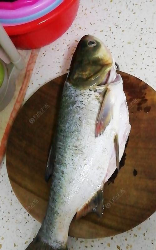沉底钓鲢鱼技巧和方法是什么？如何提高钓鲢鱼的成功率？  第3张