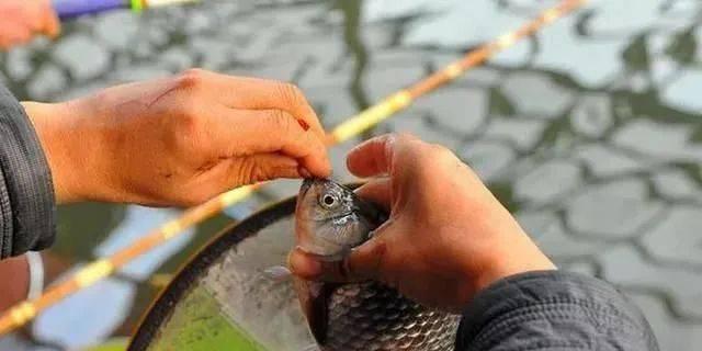 澄湖钓鱼调漂方法和技巧？如何提高钓鱼效率？  第2张