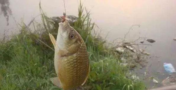 吃鱼饵不上钩技巧教程？如何提高钓鱼成功率？  第3张